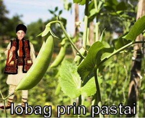 io bag prin pastai