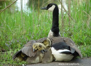 iubirea fata de animale